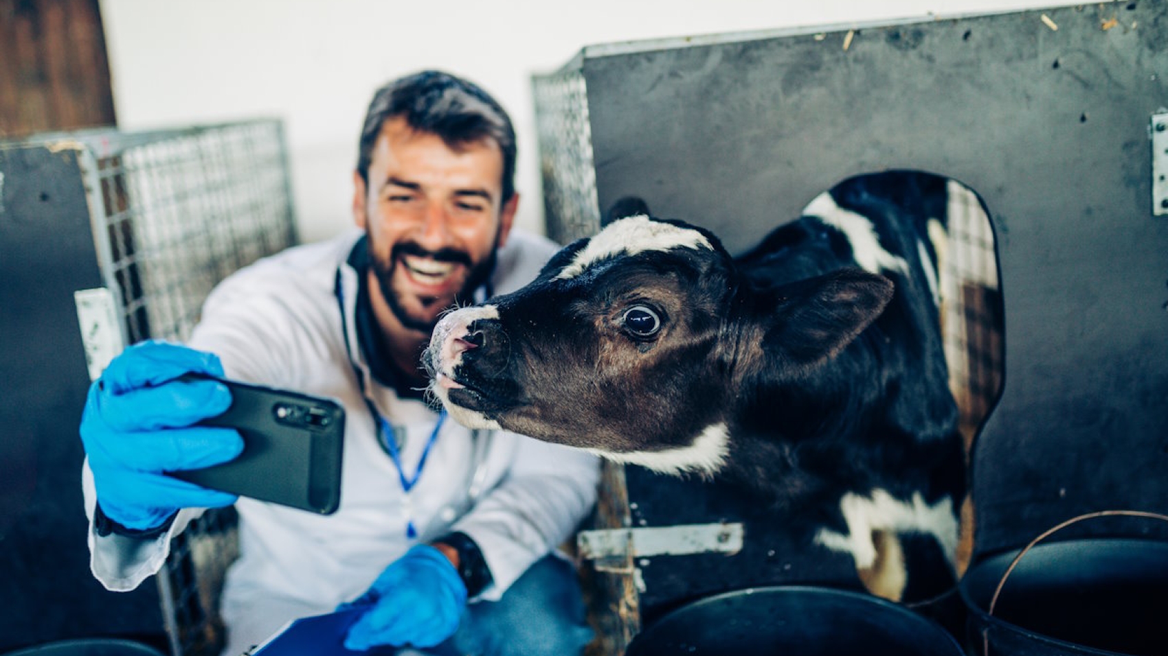 Happy,Young,Veterinarian,Taking,Selfie,Photo,With,Cow,While,Working