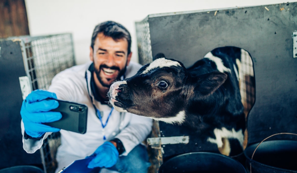 Happy,Young,Veterinarian,Taking,Selfie,Photo,With,Cow,While,Working