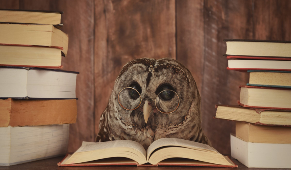 An,owl,animal,with,glasses,is,reading,a,book,in